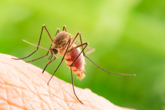 myt om malaria