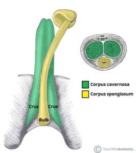 Anatomi av penis (källa: Lär mig anatomi)