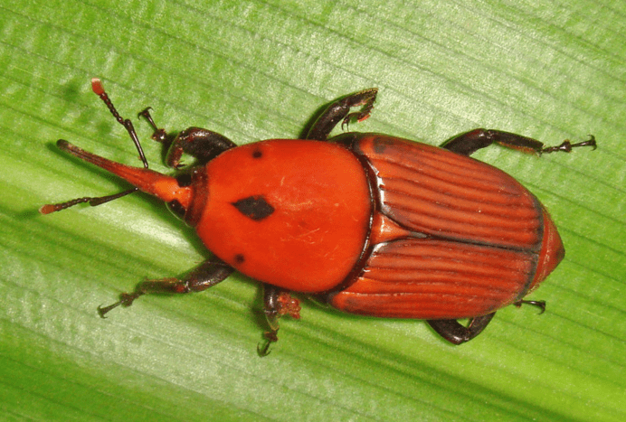 sago beetle