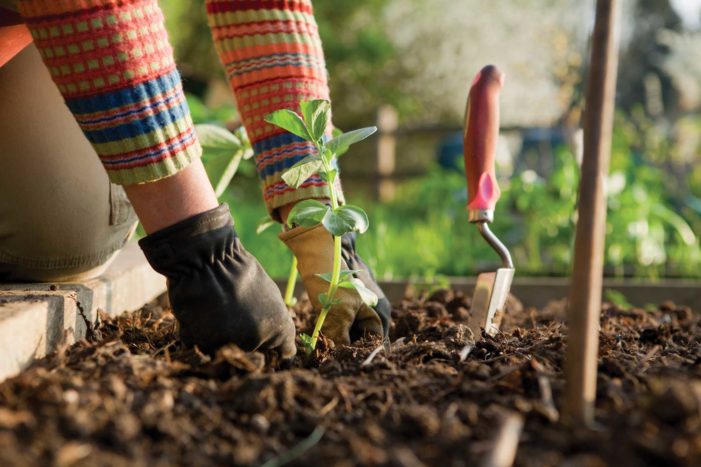 trädgårdsfördelar för hälsan