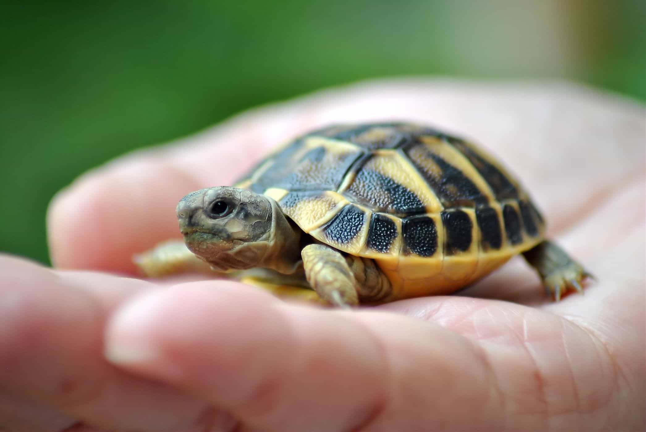 upprätthålla sköldpaddor ökar risken för salmonellainfektion
