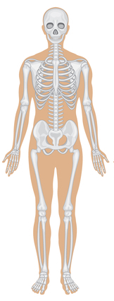 skelettsystemet