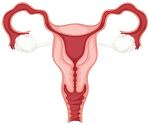 kvinnligt reproduktionssystem