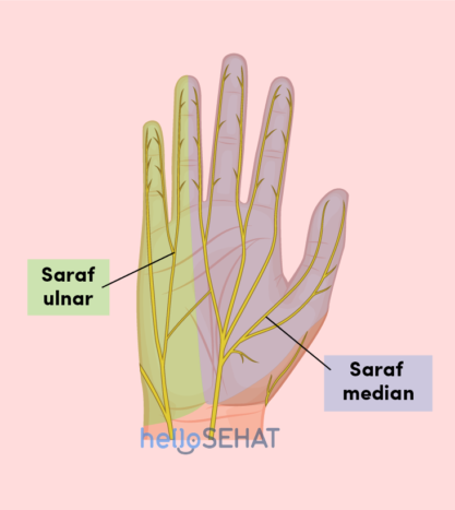 bild av handen - median ulnar nerv